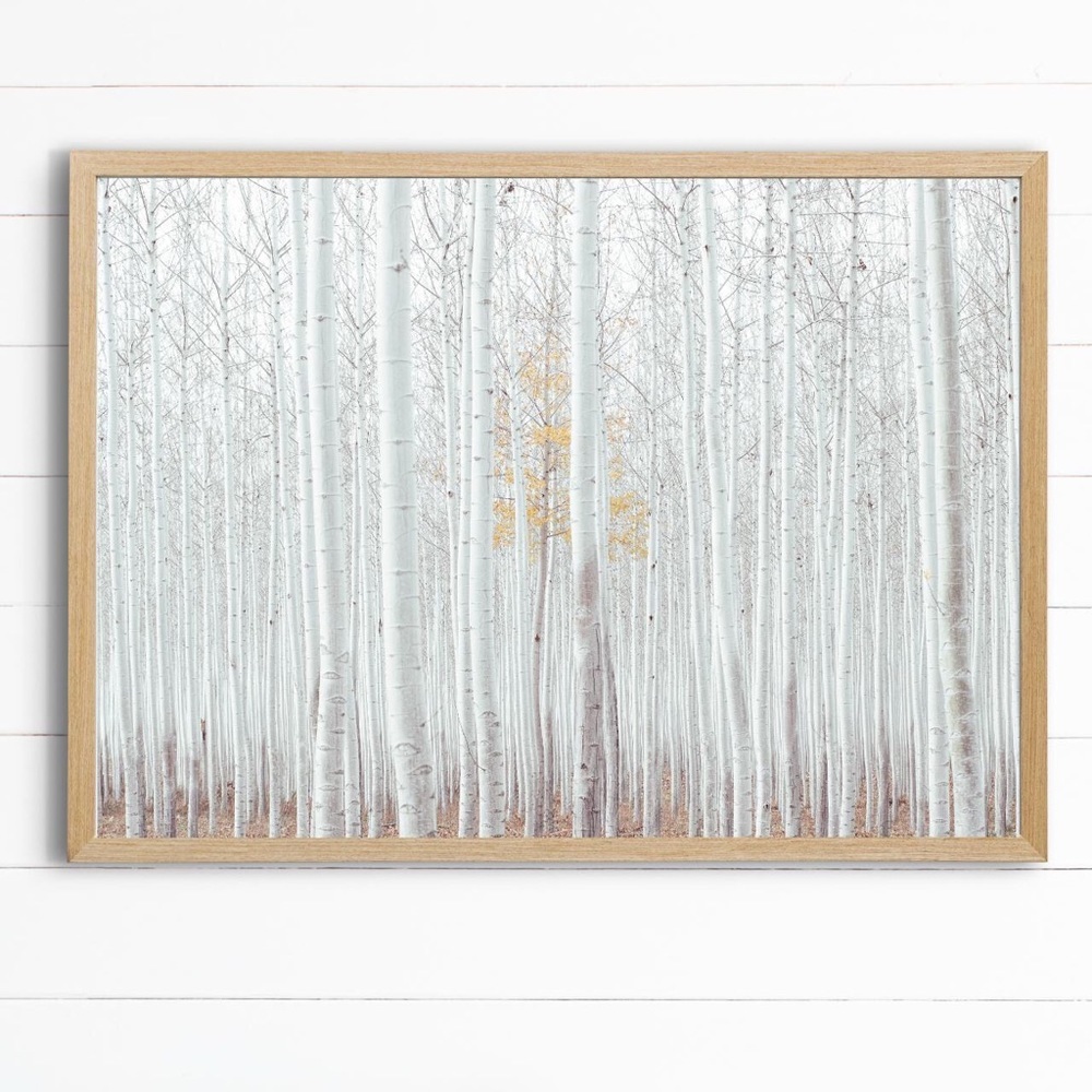 Birch wood 13x19” photography art print modern art contemporary white forest